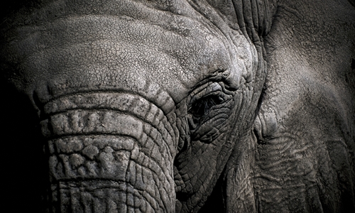 Éléphant